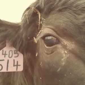 Meet your Posher, Brandi